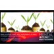 2 webinary - Buy one get one free